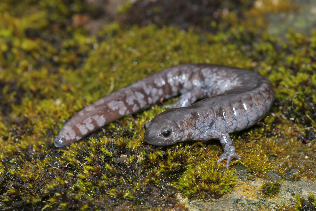 Ambystoma Barbouri -- Earthpedia animal