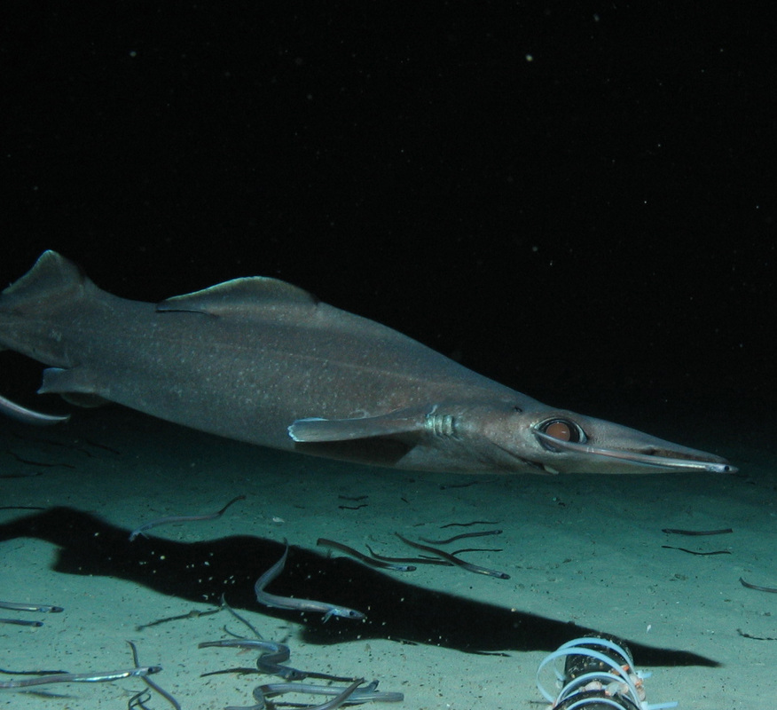 Dumb Gulper Shark