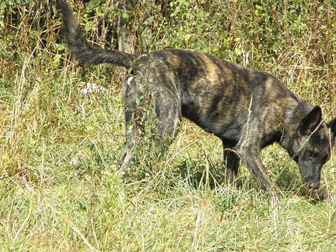 how intelligent is a dogo sardesco