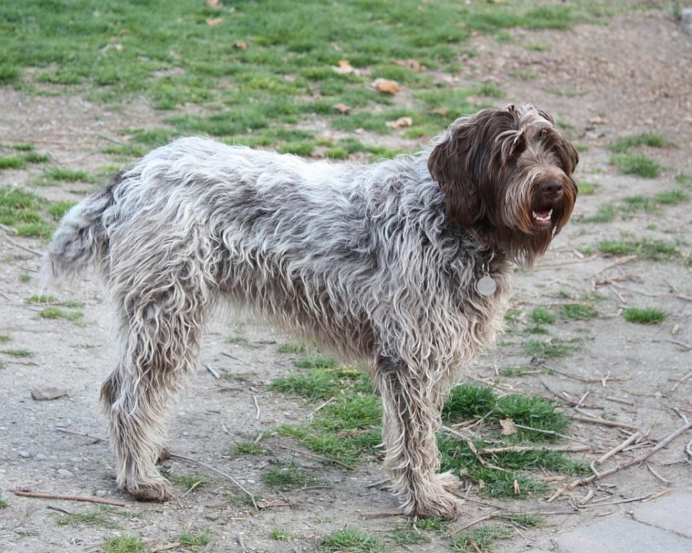 Wirehaired Pointing Griffon