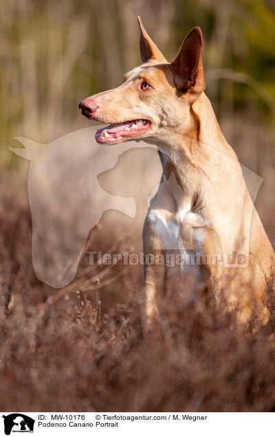 is the podenco canario an active breed