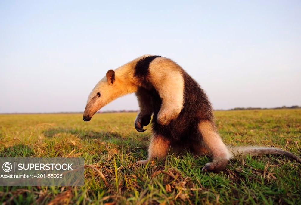 Southern Tamandua and Captain team up for a Super Intimidation