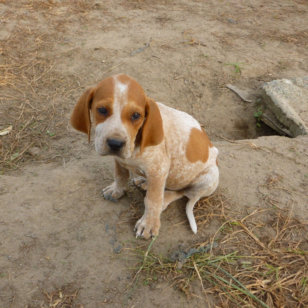 Redtick coonhounds for sales sale