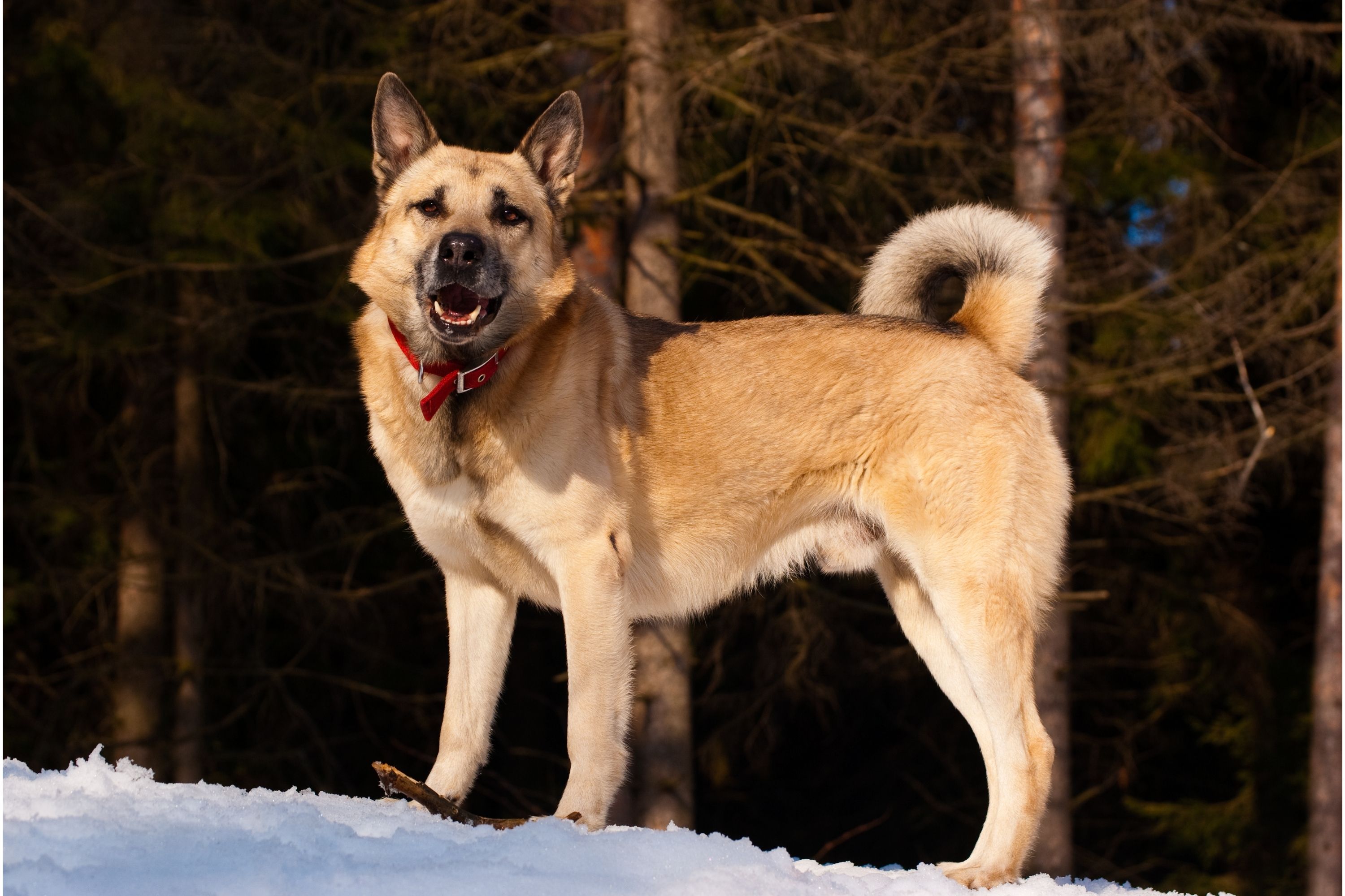 West siberian clearance laika dog