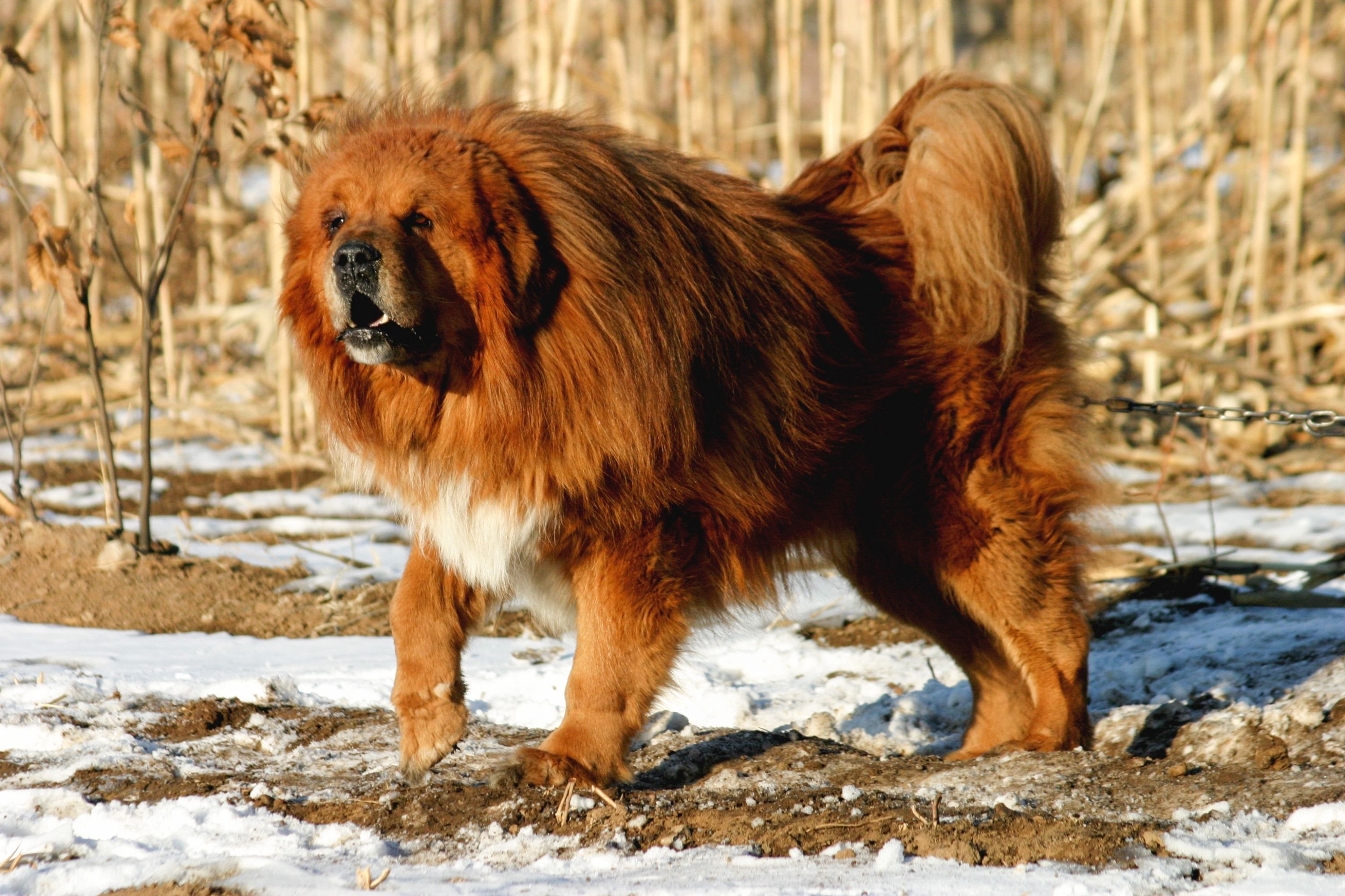 Majestic best sale tibetan mastiff