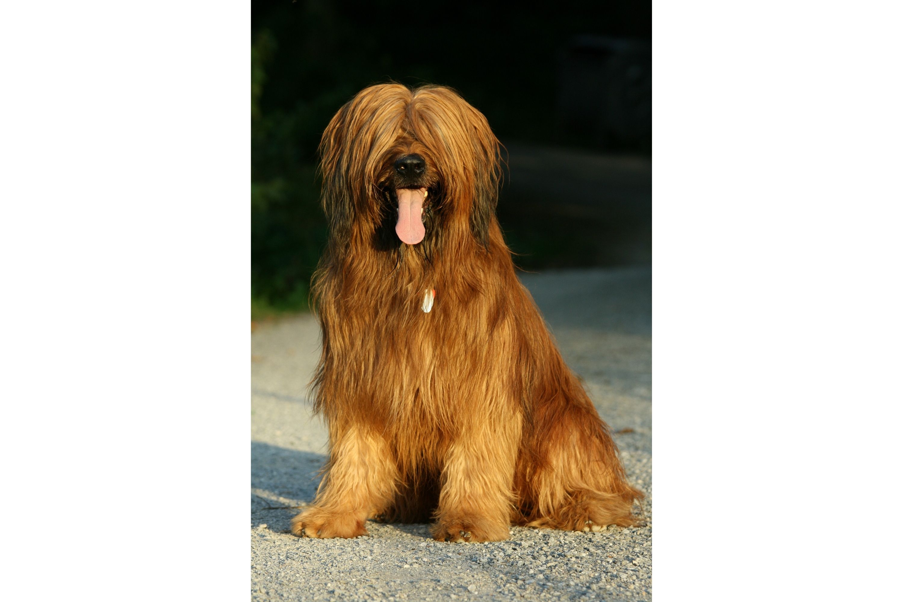 Fashion french briard