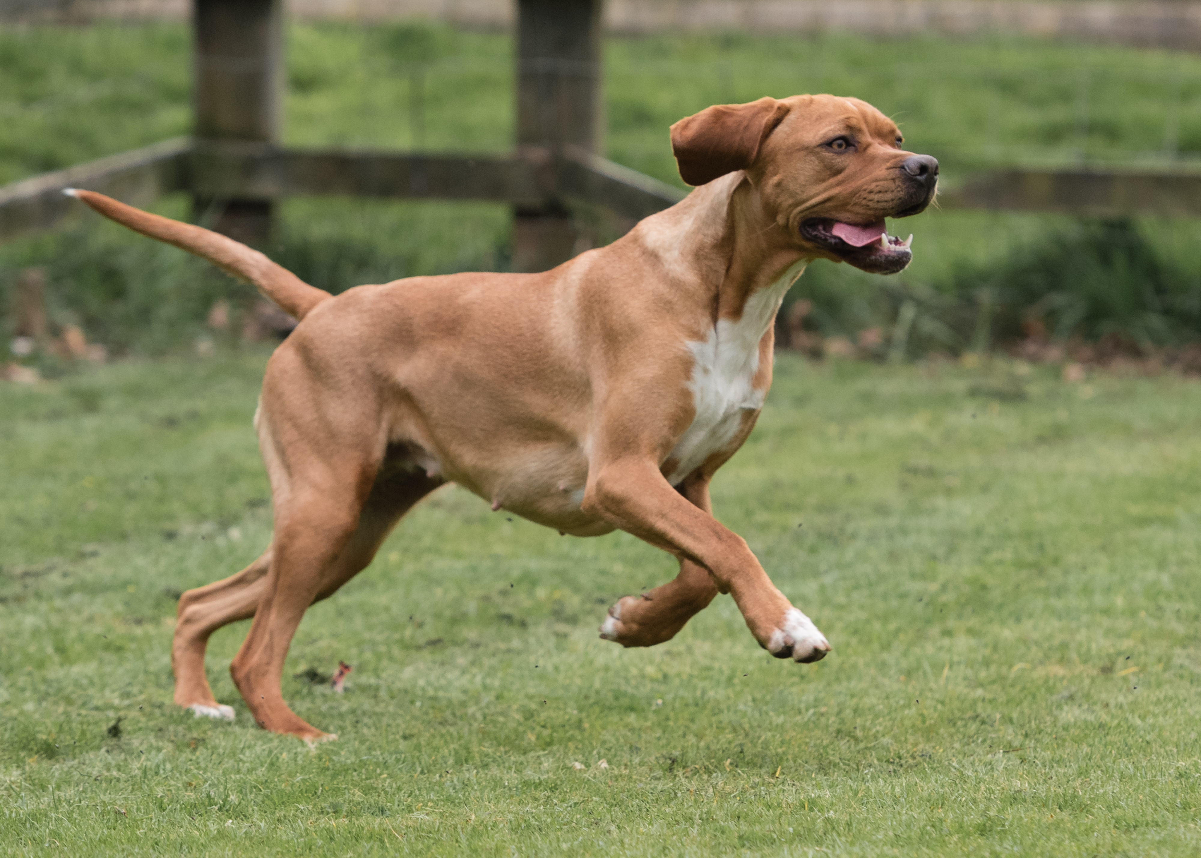 Portuguese store pointer puppy