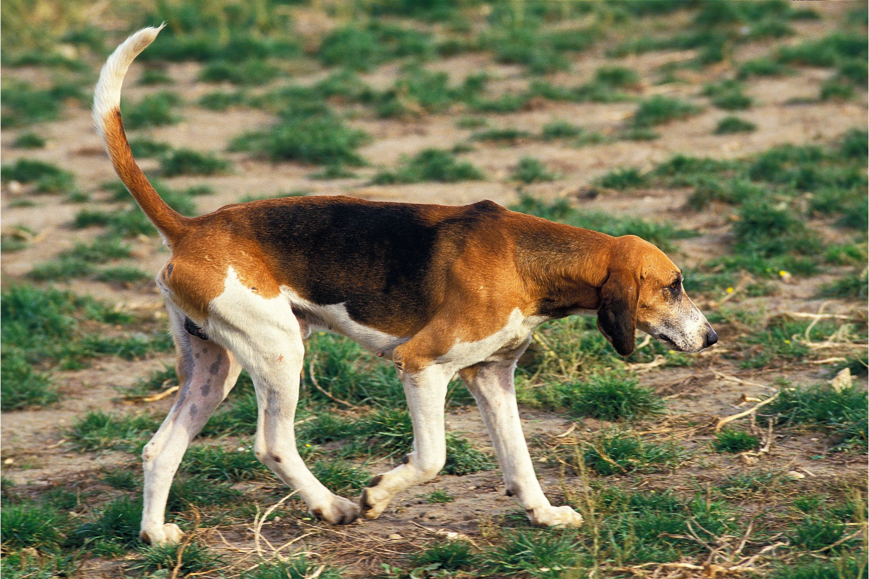 is a serbian tricolour hound a good family dog