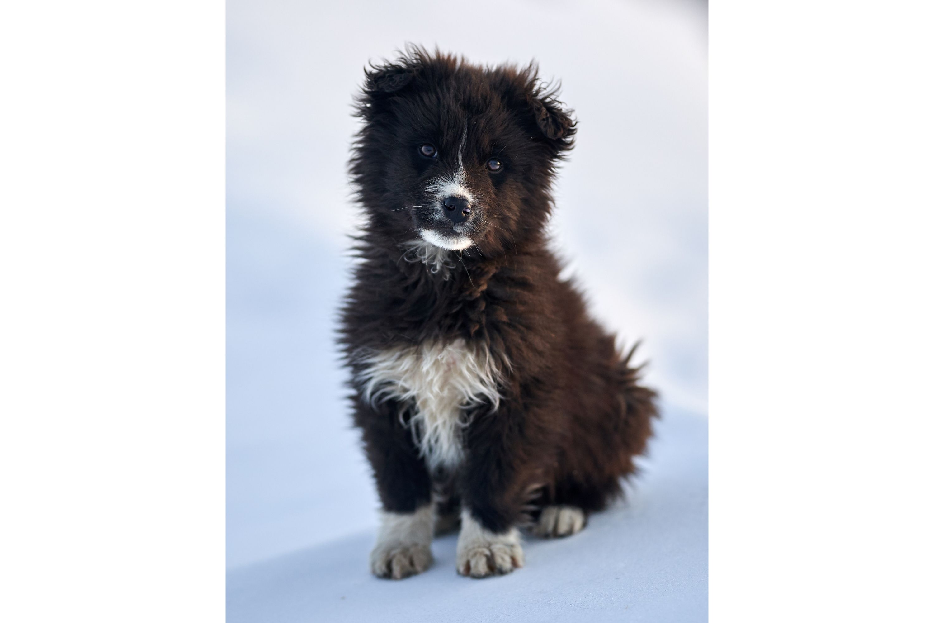 Romanian raven sale shepherd