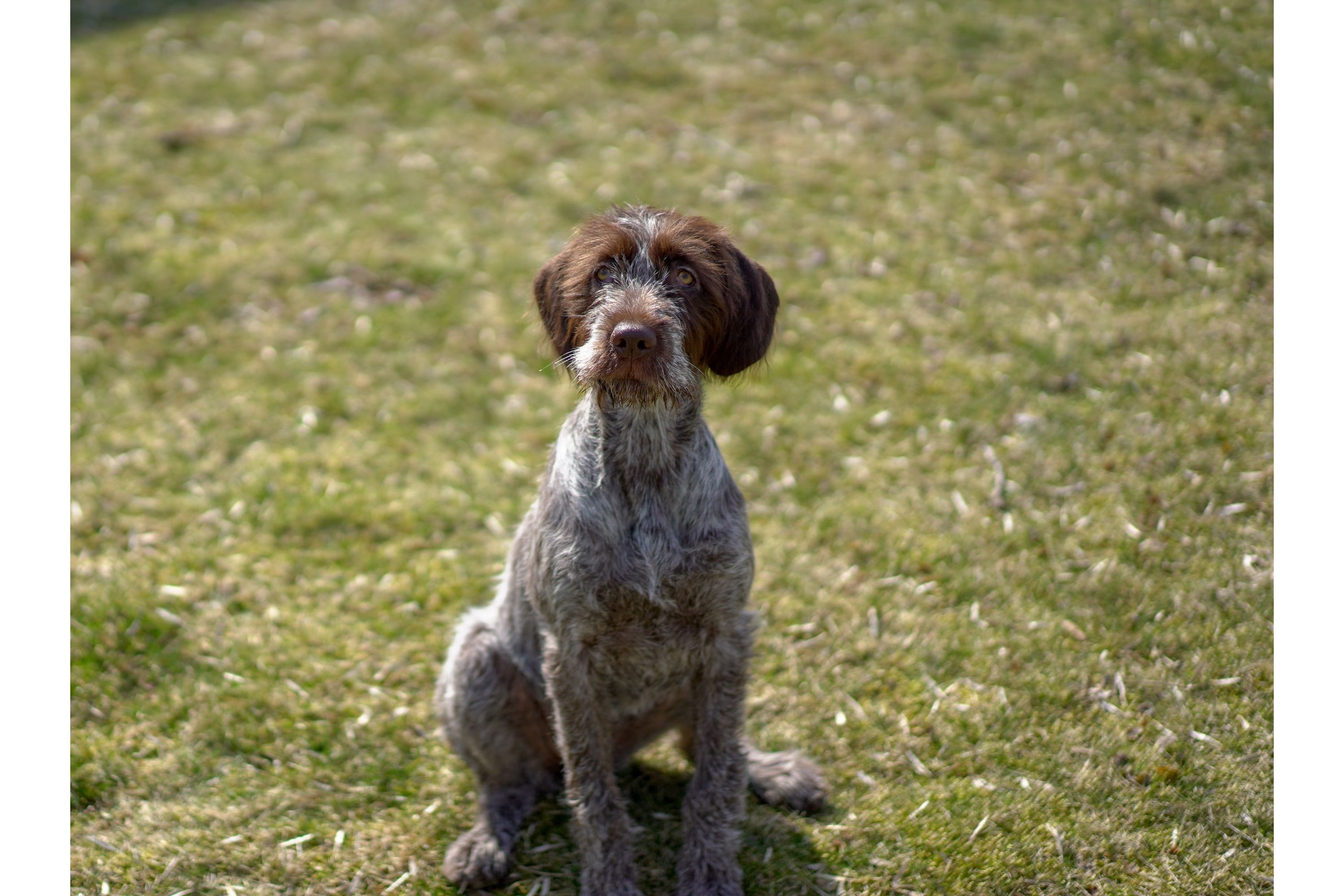 Wirehaired Pointing Griffon